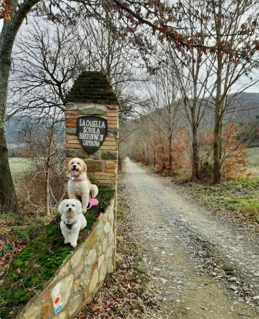 Percorso formativo ed esperienziale Umano- Cane - Cani La Casella